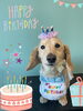 「Dog salon mofu mofu 余市町」