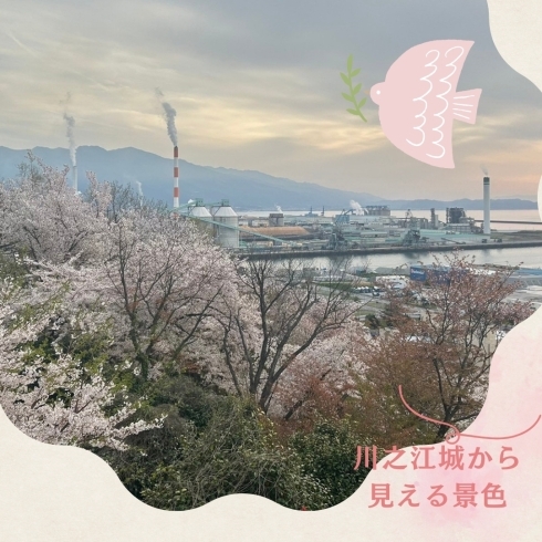 桜「四国中央市の煙突と桜🌸」