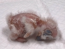 モリフクロウの赤ちゃん