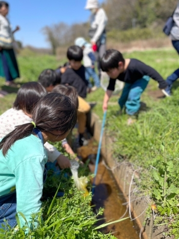 「野草摘みに行ってきました🎵【幕張　モンテッソーリの幼児教室　小さなおうち　ラナ・コローレ】」