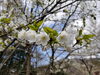 「桜が咲き始めました！」