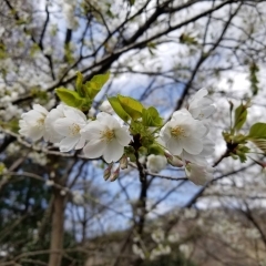 桜が咲き始めました！