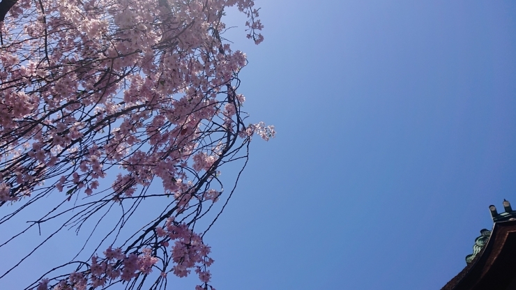 昨日の御香宮神社の垂れ桜。「4/14(日)伊勢神宮参拝‼️」