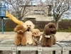 くま🌸Ａきなこ🌸クッキー🌸もっちー「ましゅまろ幼稚園🐾」