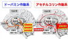 脳の広範囲投射系「睡眠の大切さ」