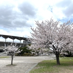 緑保健福祉センター・・・養育里親説明会開催！　子どもが家庭で育つ機会を　千葉事務所　都賀駅徒歩５分