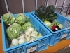 朝採れ野菜たち「朝採れ野菜 - 一貫洞 障がい者就労継続支援B型事業所」