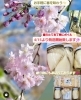 春の味(^-^)/筍と豆腐、手あげのセット!「豆腐と筍ボイルセット来週から発送開始！【西京区　大原野　京都　筍　春の味】」