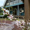 ユスラウメ「【LOGWAYだより】」