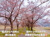 「南魚沼の穴場の桜スポット！かまくら桜ヶ丘公園の桜のトンネル。」