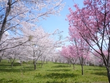 羅生門さくら公園に行ってきました