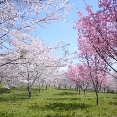 羅生門さくら公園に行ってきました