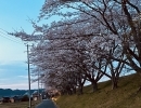 今週末もまだ桜満開　お花見楽しめそうですね🌸　名張美旗新田　初瀬街道　常夜灯桜並木