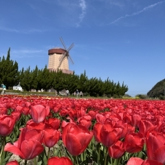 伯太チューリップフェア🌷に出かけて来ました。