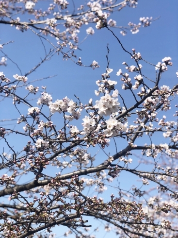 いよいよ花が開きました！「最上公園の桜状況🌸4/13」