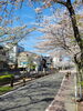 七瀬川の桜並木「桜の季節」