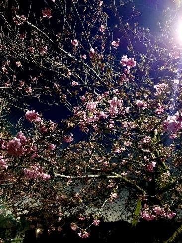 夜桜「急ですがサロンお休みです🙇‍♀️」