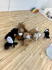 ノーズワーク中😋「ましゅまろ幼稚園🐾パート２」