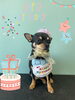 「Dog salon mofu mofu 余市町」