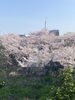 山形市内の満開の桜です。「相談・面談無料 女性相談員在籍(安心です)完全秘密厳守 『平成7年、創業。調査の青葉グループ 茨城-つくば・土浦、群馬-前橋・高崎、埼玉-熊谷・上尾 千葉-松戸・柏 で探偵32年の信頼と実績の若葉探偵社』」