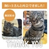 「【無事再会！】新居浜市下泉町付近で迷子になった猫のハクくん。飼い主さんと再会できました！」