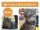 【無事再会！】新居浜市下泉町付近で迷子になった猫のハクくん。飼い主さんと再会できました！