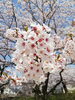 「花見日和と、ご縁に感謝♪(#^.^#)」