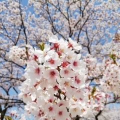 花見日和と、ご縁に感謝♪(#^.^#)