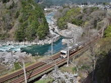 寝覚の床周辺の桜今が見頃です🌸【 浦島太郎伝説の有る寝覚の床が見える絶景レストラン 】Japan Amazing view