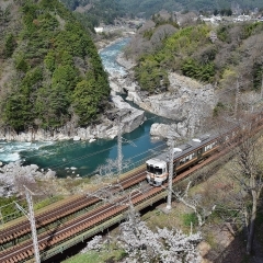 寝覚の床周辺の桜今が見頃です🌸【 浦島太郎伝説の有る寝覚の床が見える絶景レストラン 】Japan Amazing view