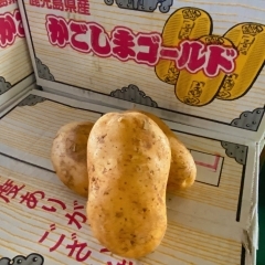 千両箱のような箱に入った「じゃがいも」、 鹿児島県産「かごしまゴールド」が入荷していますよー🥔