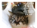 ✿5/6㈪ 譲渡会(所沢市)参加保護猫情報！②✿ 雑種猫/MIX猫/保護猫/狭山湖動物霊園