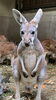 コマメ「アカカンガルーのキマメに孫ができました」
