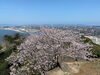 桜、見事ですね！「お花見🌸」