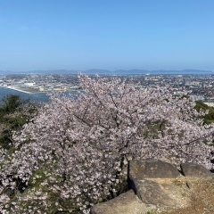 お花見🌸