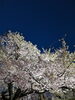 「花満開🌸」