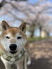 わんこ先生お注射頑張ってね！「本日定休日です【新潟市東区 牡丹山 山の下 大山 整体 姿勢 骨盤矯正 アロマ リラクゼーション ドライヘッドスパ 足つぼ 近くの整体院】」