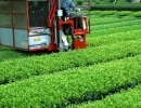 ✨農林大臣賞受賞の品質✨茶匠むろぞの「深蒸し八女茶」を味わってみませんか？