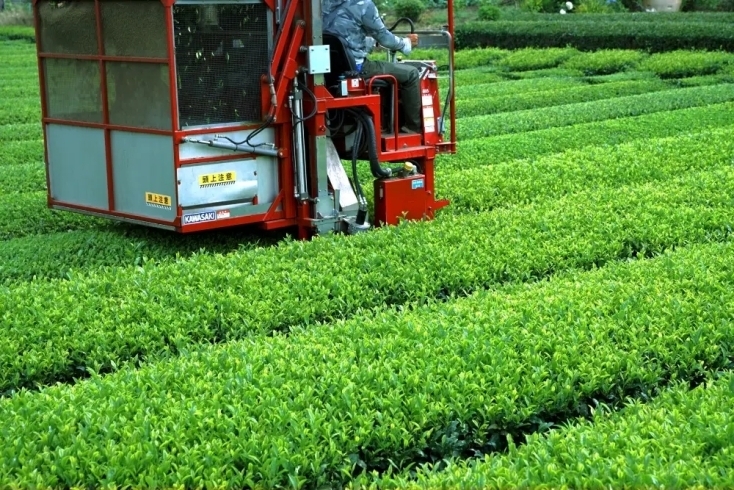 化学肥料や農薬にたよらない昔ながらの栽培方法「✨農林大臣賞受賞の品質✨茶匠むろぞの「深蒸し八女茶」を味わってみませんか？」