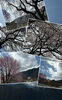 「桜げ満開です」
