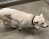 「保護犬情報について」