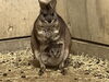 「パルマワラビーの仔」