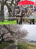 「みちのく三大桜名所「展勝地」に行って来ました！」