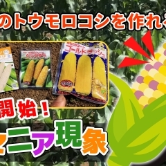 【新・ブランド開発!】トウモロコシを、芸術的センスを高めて、美味しくいただく為の交配作業を行います♪ たねのハシモトミヤ