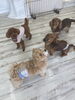 「hapipapi便り（ダイゴペットクリニック日進　仔犬の保育園より）」