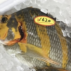 魚魚市場鮮魚コーナーおすすめは「キッコリ」です♪