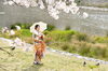 「着物フォト📷春のロケ撮影🌸京都鴨川にて【鯖江市 振袖・袴・着物のレンタル販売 はんなり屋】」
