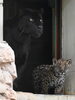 「ジャガーの赤ちゃんパドック練習中」