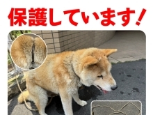 迷い犬の情報です！【西条市役所　本庁　衛生課】