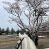 2024年春　桜🌸　Riding Club CARECA